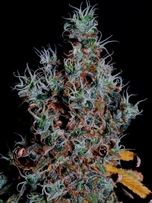 Skywalker OG. Week 14