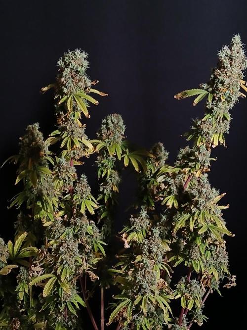 Skywalker OG. Week 14