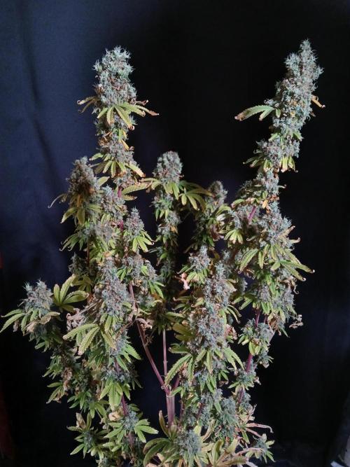 Skywalker OG. Week 14