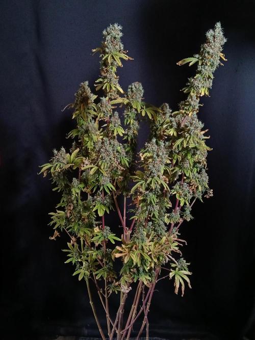 Skywalker OG. Week 14