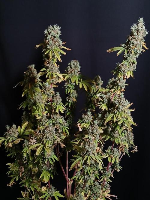 Skywalker OG. Week 14