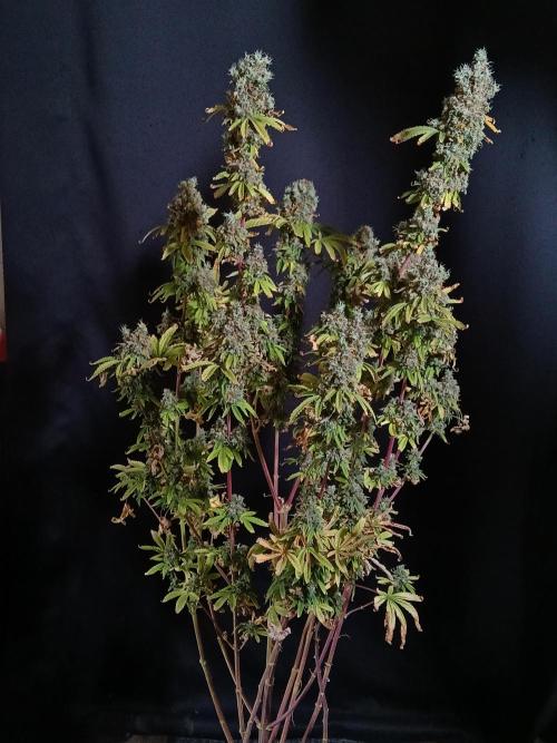 Skywalker OG. Week 14