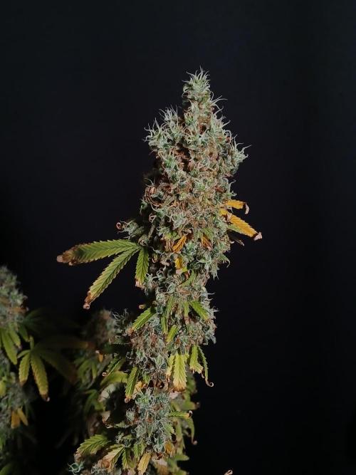 Skywalker OG. Week 14