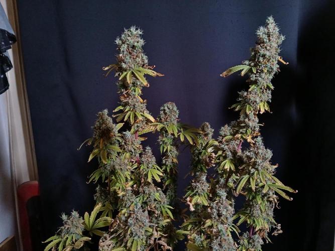 Skywalker OG. Week 14