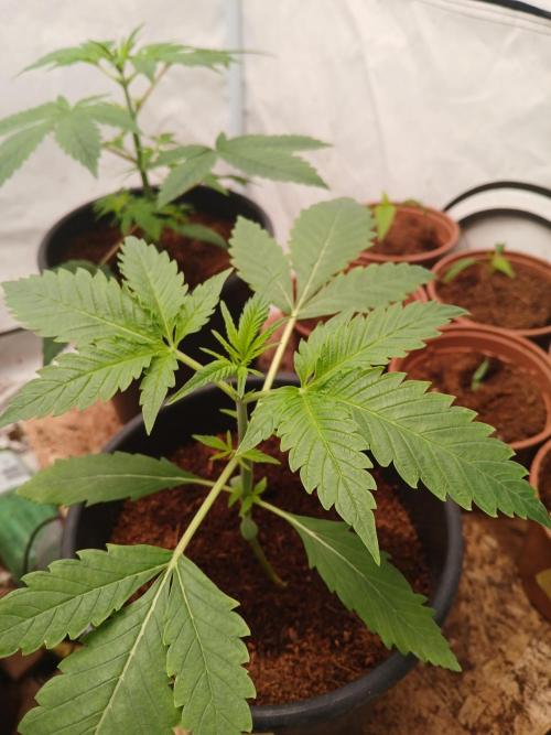 Banana Guava Auto. Week 2