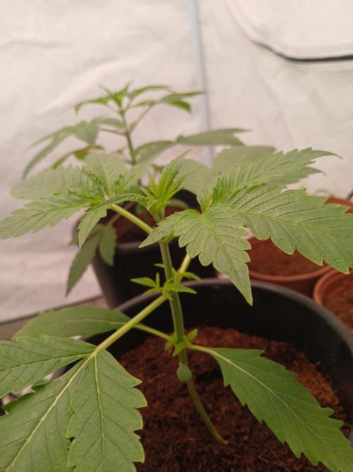 Banana Guava Auto. Week 2