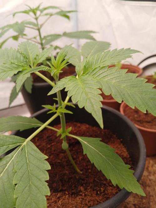 Banana Guava Auto. Week 2