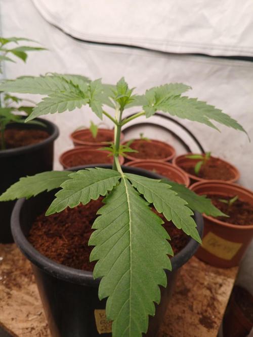 Banana Guava Auto. Week 2