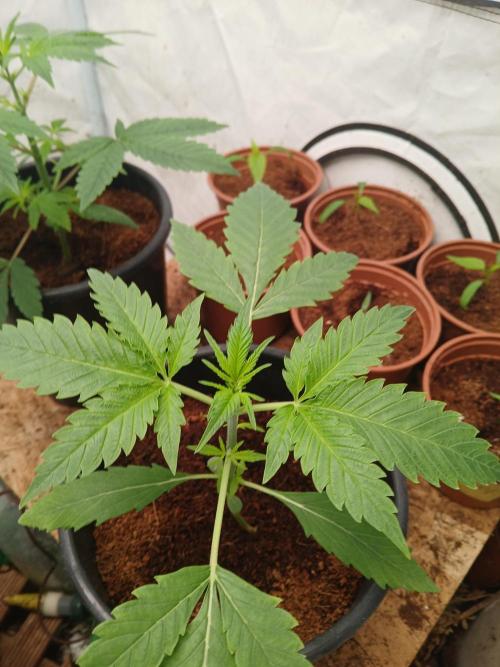 Banana Guava Auto. Week 2