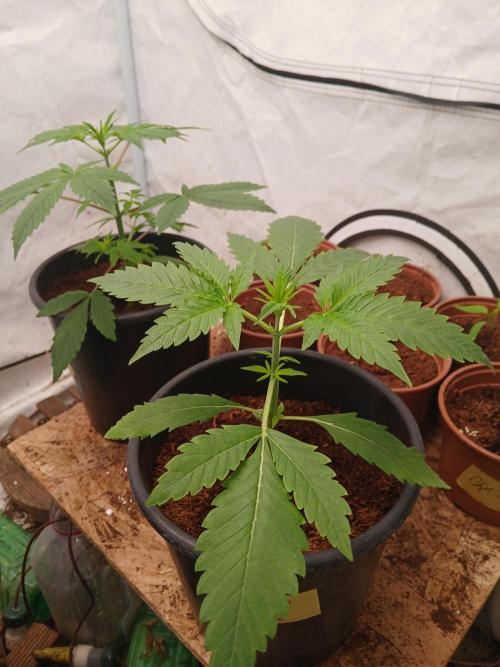 Banana Guava Auto. Week 2