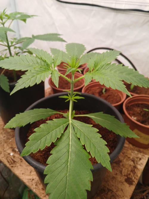 Banana Guava Auto. Week 2