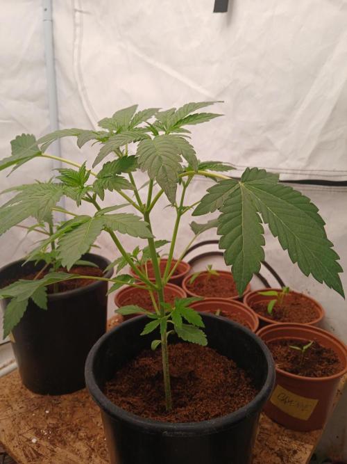 Outdoor sweet seeds. Week 3