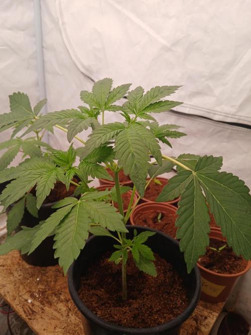 Outdoor sweet seeds. Week 3