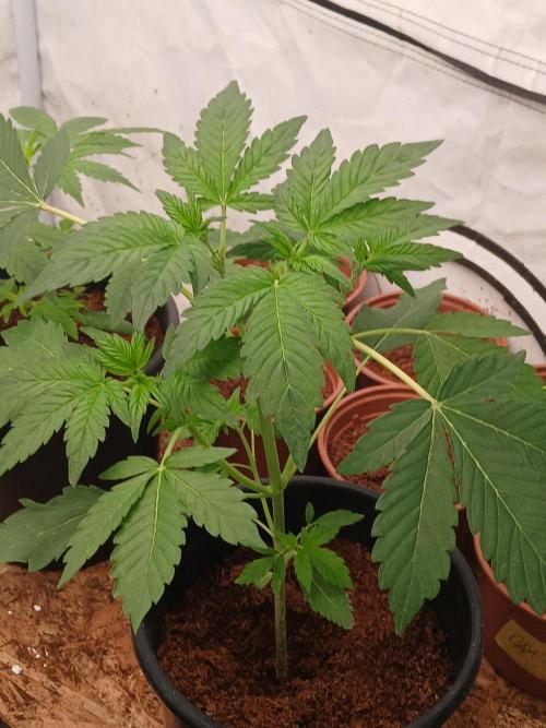 Outdoor sweet seeds. Week 3
