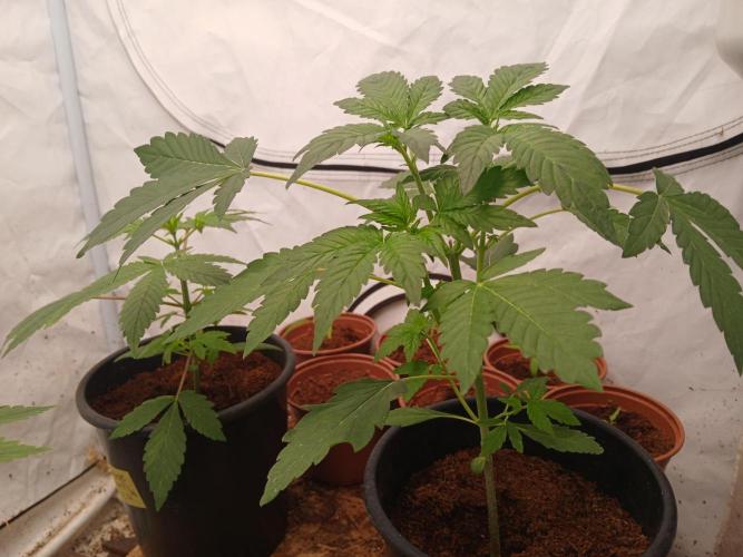 Outdoor sweet seeds. Week 3