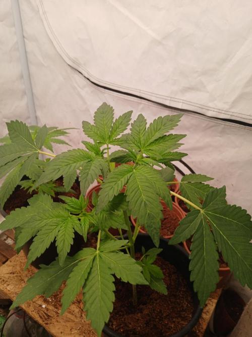 Outdoor sweet seeds. Week 3