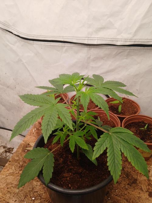 Midnight 🌌 Moonshine  🌛 Auto. Week 2