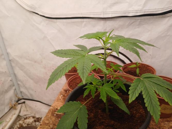 Midnight 🌌 Moonshine  🌛 Auto. Week 2