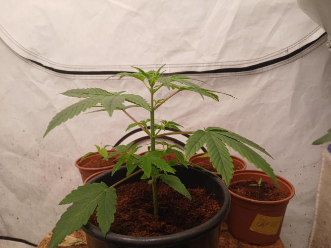 Midnight 🌌 Moonshine  🌛 Auto. Week 2