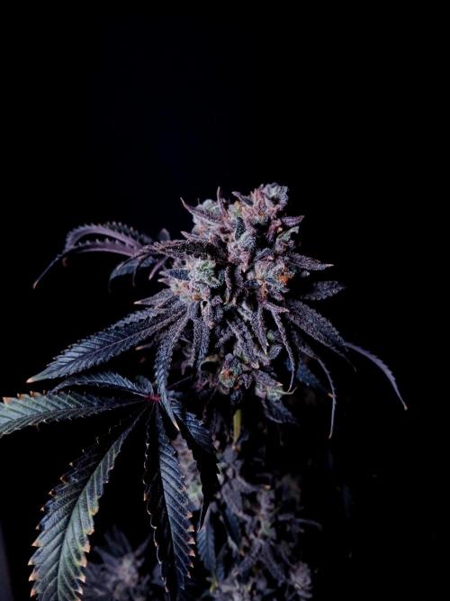 Lemon Cherry Runtz 🍒 🍋 💥. Week 3