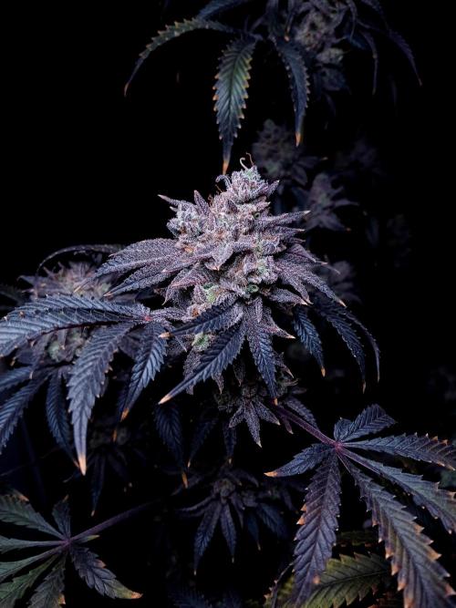 Lemon Cherry Runtz 🍒 🍋 💥. Week 3