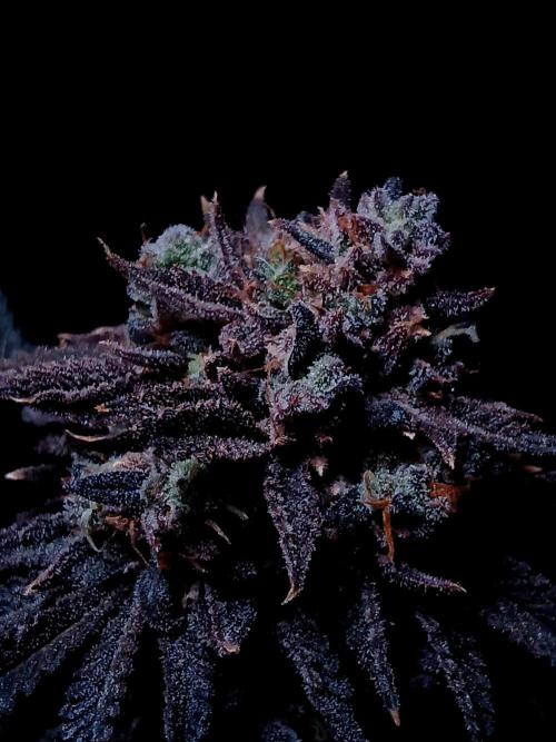 Lemon Cherry Runtz 🍒 🍋 💥. Week 3