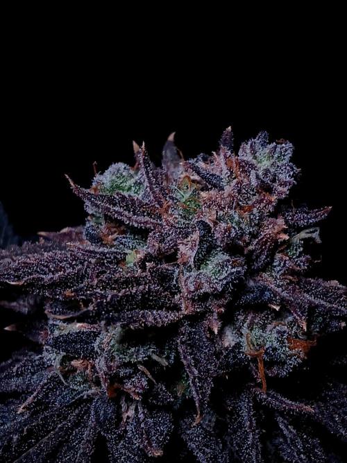 Lemon Cherry Runtz 🍒 🍋 💥. Week 3