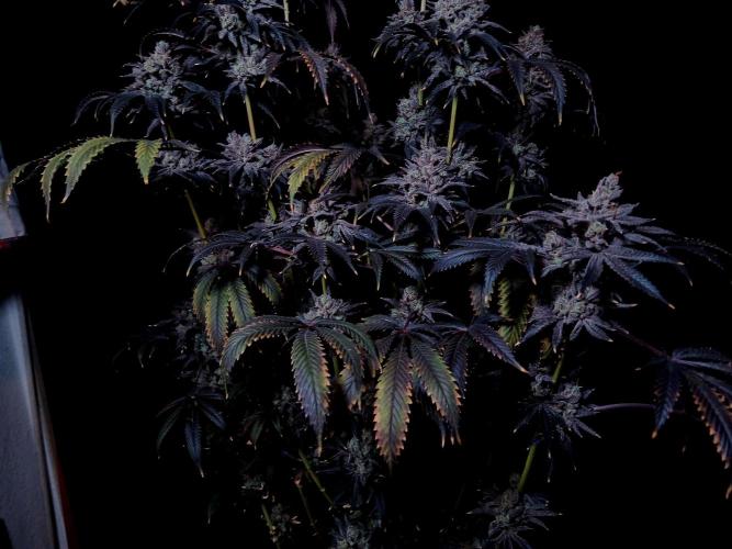 Lemon Cherry Runtz 🍒 🍋 💥. Week 3