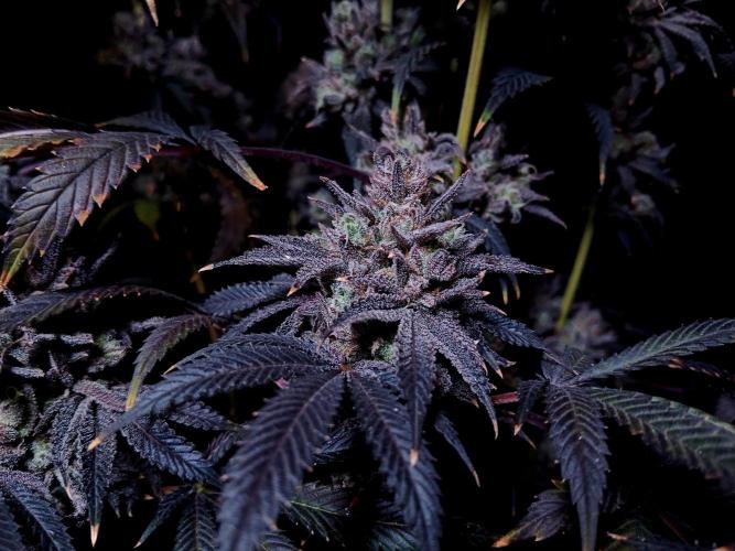Lemon Cherry Runtz 🍒 🍋 💥. Week 3
