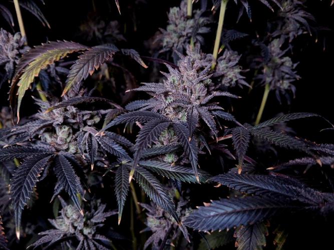 Lemon Cherry Runtz 🍒 🍋 💥. Week 3