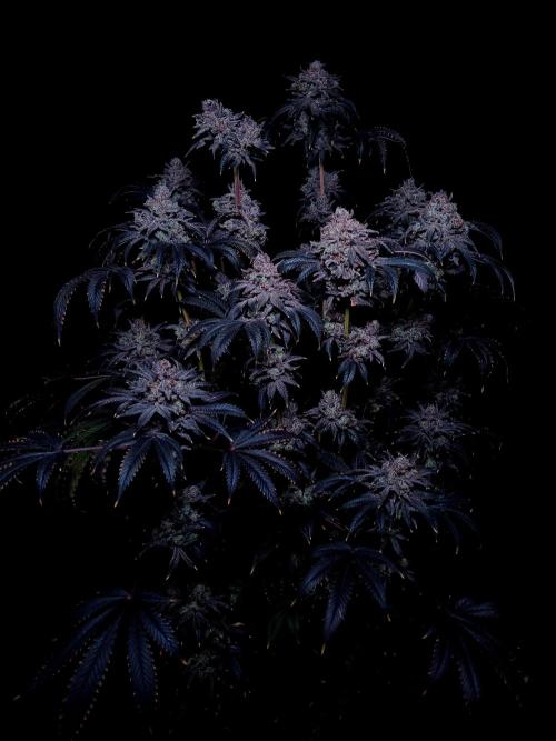 Lemon Cherry Runtz 🍒 🍋 💥. Week 3