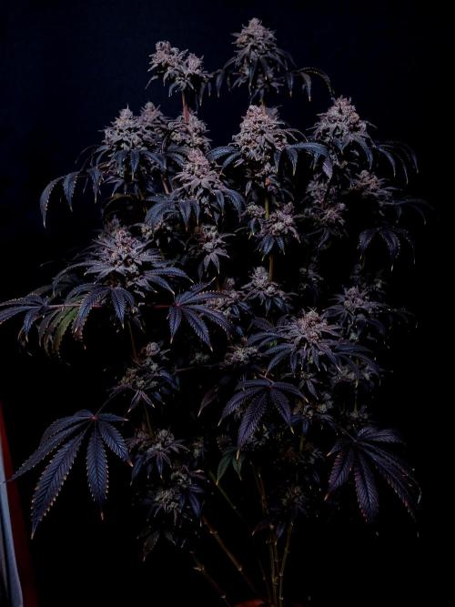 Lemon Cherry Runtz 🍒 🍋 💥. Week 3