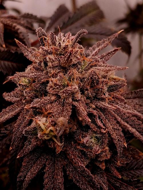 Lemon Cherry Runtz 🍒 🍋 💥. Week 3