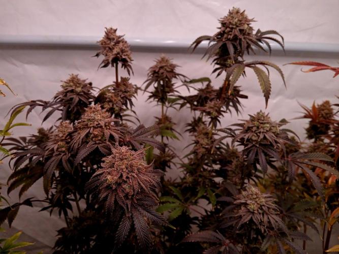 Lemon Cherry Runtz 🍒 🍋 💥. Week 3