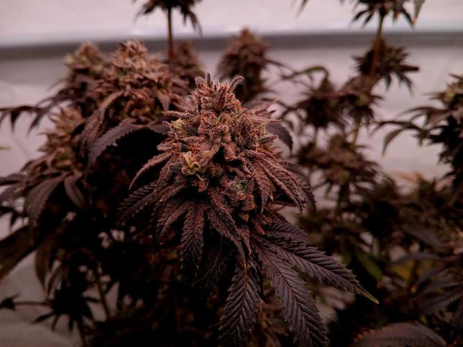 Lemon Cherry Runtz 🍒 🍋 💥. Week 3