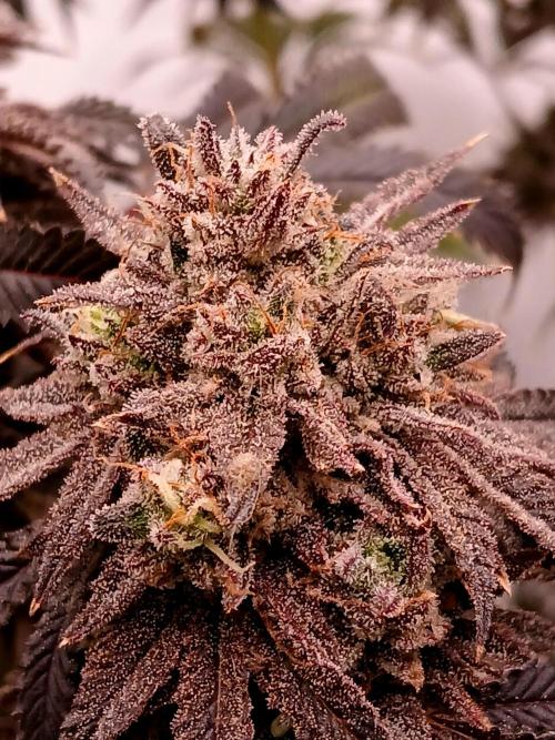 Lemon Cherry Runtz 🍒 🍋 💥. Week 3