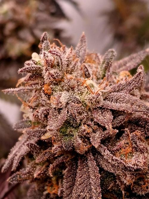 Lemon Cherry Runtz 🍒 🍋 💥. Week 3