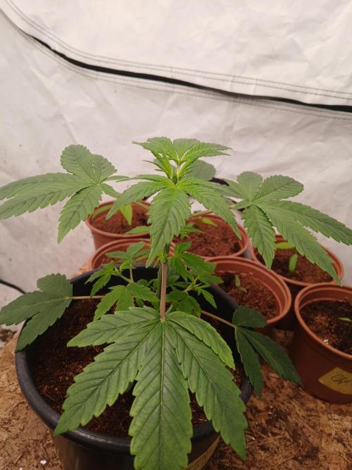 Tropical Ice Cream  one. Week 2