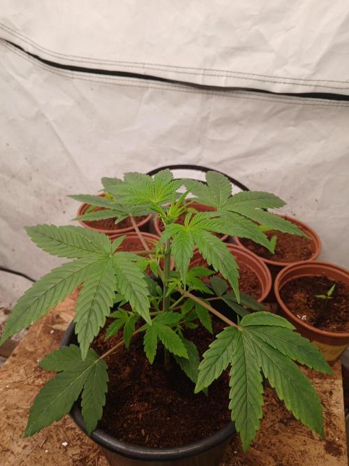 Tropical Ice Cream  one. Week 2