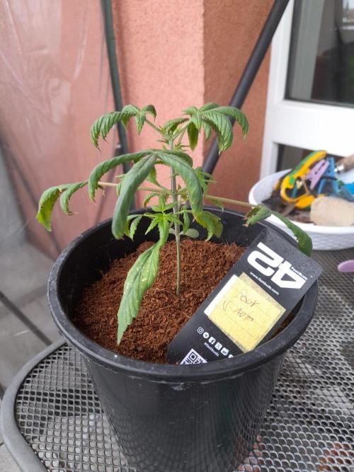 Sour J. Auto. Week 2