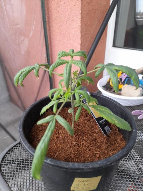 Sour J. Auto. Week 2