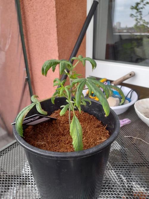 Sour J. Auto. Week 2