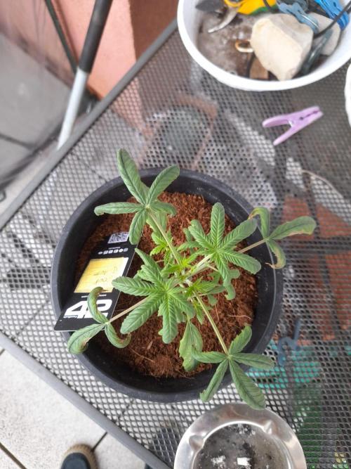 Sour J. Auto. Week 2