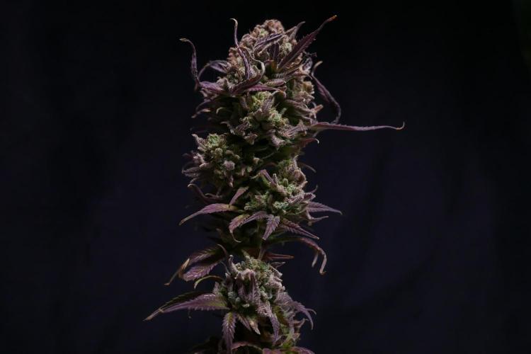 Cheese x Runtz = Chuntz. Week 3