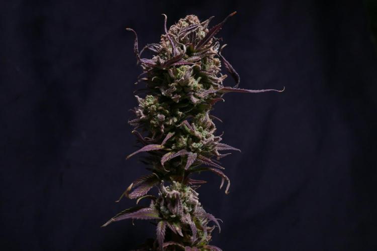 Cheese x Runtz = Chuntz. Week 3