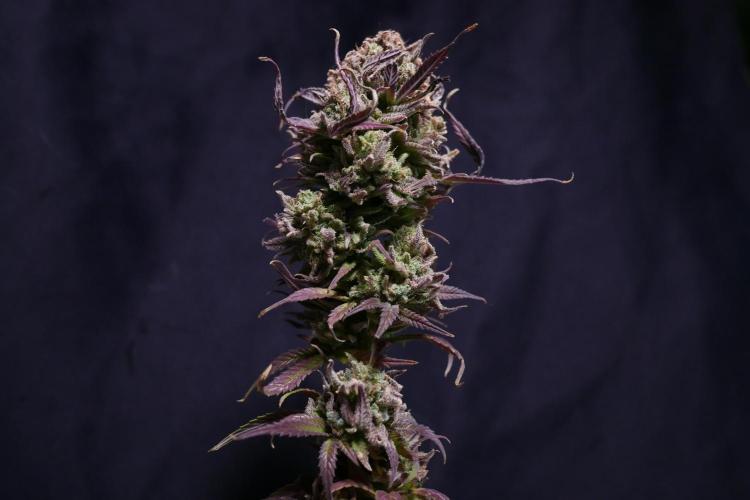 Cheese x Runtz = Chuntz. Week 3