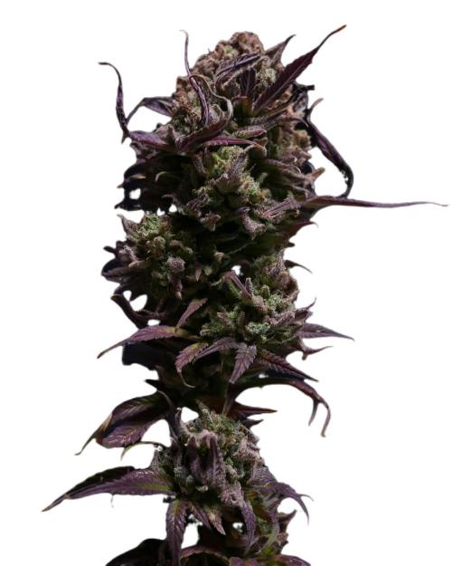 Cheese x Runtz = Chuntz. Week 3
