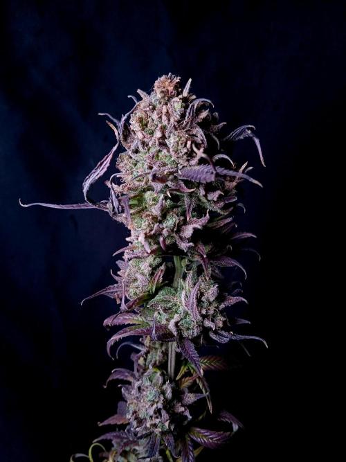 Cheese x Runtz = Chuntz. Week 3