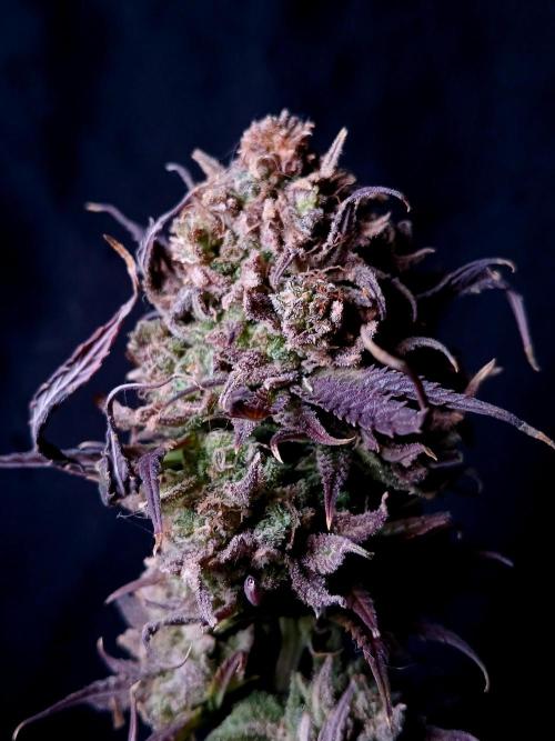 Cheese x Runtz = Chuntz. Week 3