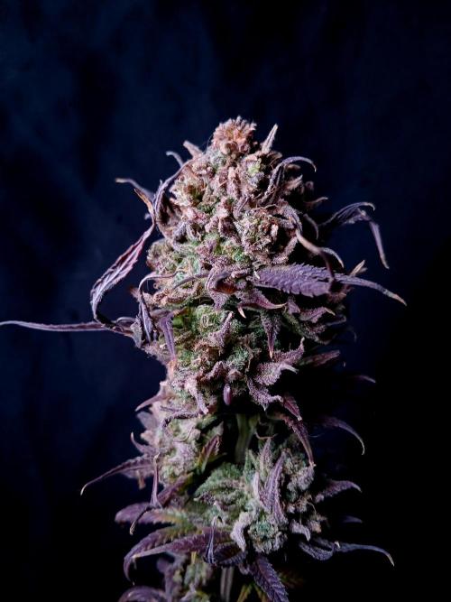 Cheese x Runtz = Chuntz. Week 3
